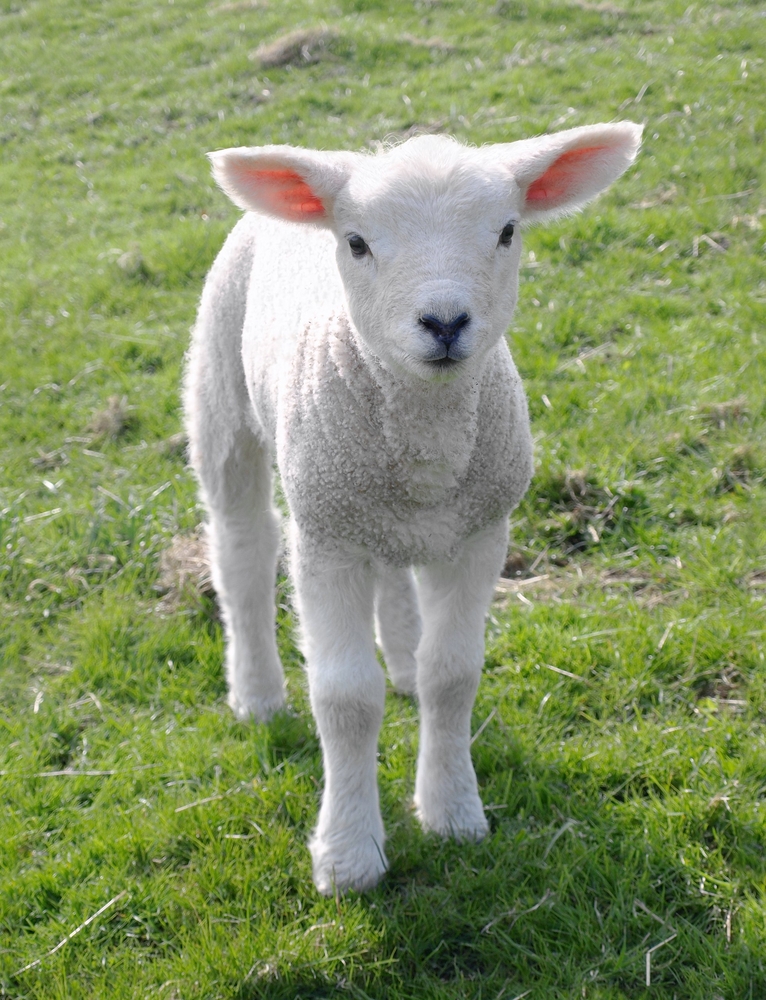 White lamb in a field